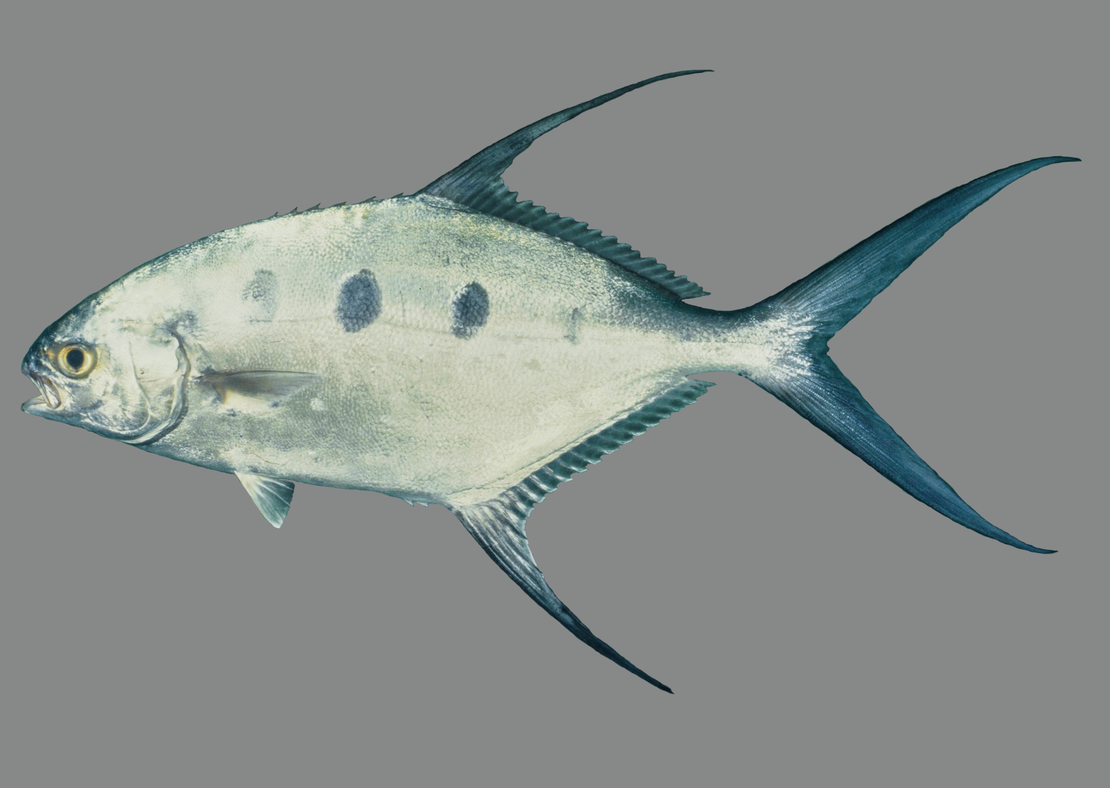 Trachinotus botla, 38.7 cm FL, South Africa: Sodwana Bay; J.E. Randall